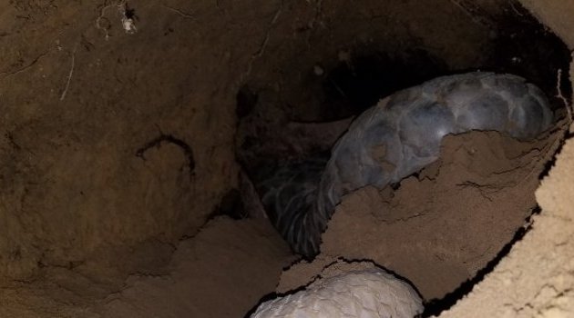 Le Gabon publie une étude scientifique sur la cohabitation entre les pangolins et les chauves-souris