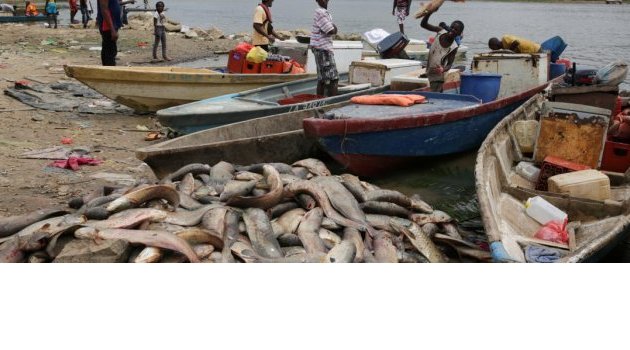 Le Gabon lève la suspension de pêche et de commercialisation de la carpe