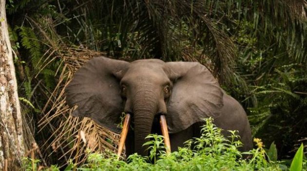Le Gabon adopte une loi en faveur de la lutte contre les changements climatiques