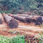 Une opération de récupération et de valorisation des bois abandonnés au Gabon