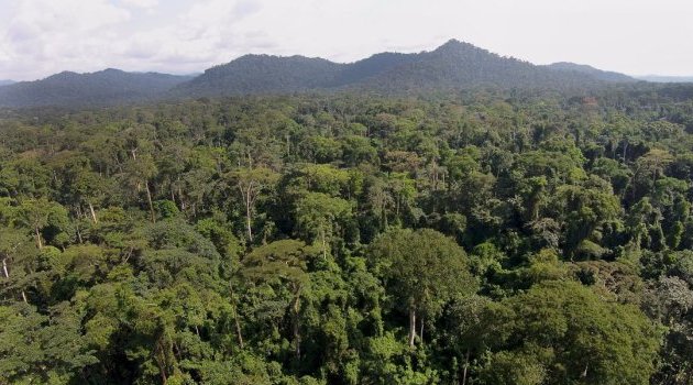 Conclusions de l’étude « Sensibilité thermique sur le long terme dans les forêts tropicales de la planète »
