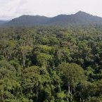 Conclusions de l’étude « Sensibilité thermique sur le long terme dans les forêts tropicales de la planète »