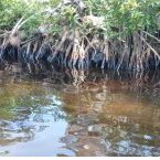 Pollutions pétrolières de Perenco : réaction du gouvernement gabonais
