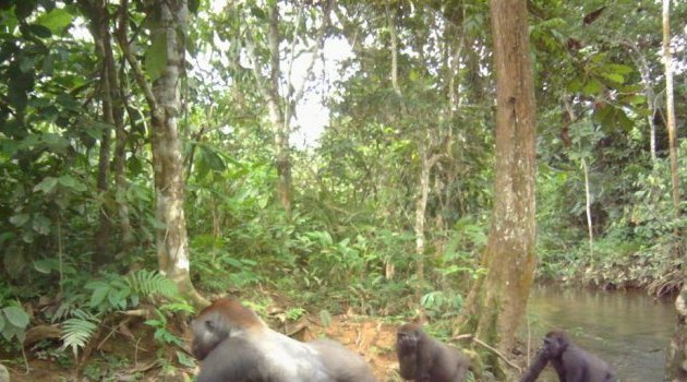 Le Gabon a son algorithme pour améliorer le suivi de sa faune
