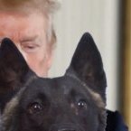 Un chien attendu à la Maison blanche pour être honoré par Donald Trump