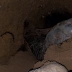 Le Gabon publie une étude scientifique sur la cohabitation entre les pangolins et les chauves-souris