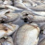 Carpes mortes dans l’Ogooué : une bactérie serait à l’origine du phénomène (gouvernement)