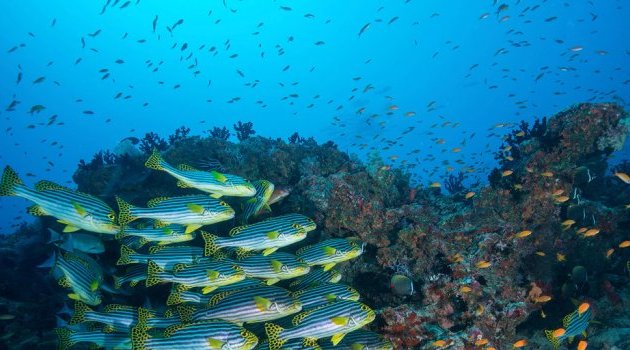 L’humanité ne peut pas survivre sur une planète sans océans, prévient l’ONU