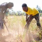 Afrique australe : des millions de personnes menacées par la faim alors que la période de soudure démarre