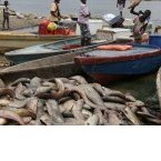 Le Gabon lève la suspension de pêche et de commercialisation de la carpe