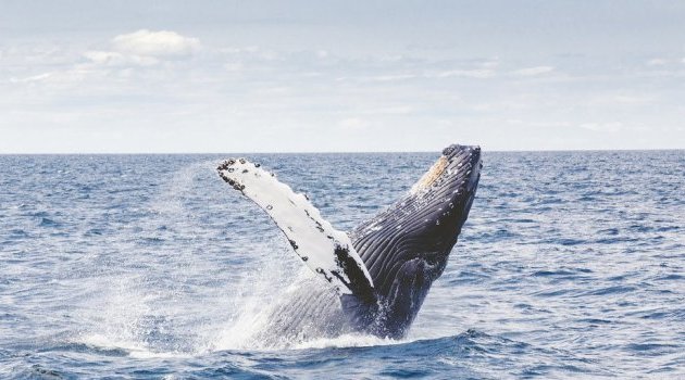 Plus de 20% des espèces migratrices menacées d’extinction, selon un rapport de l’ONU
