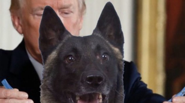 Un chien attendu à la Maison blanche pour être honoré par Donald Trump