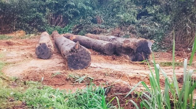 Une opération de récupération et de valorisation des bois abandonnés au Gabon