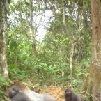 Le Gabon a son algorithme pour améliorer le suivi de sa faune