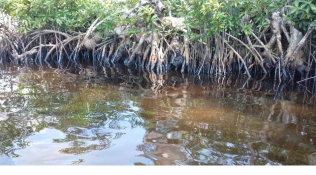 Pollutions pétrolières de Perenco : réaction du gouvernement gabonais